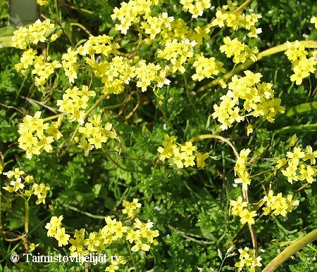 Draba sibirica